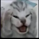 HiaaCat