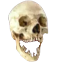 skull