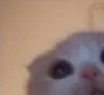 6695catpeek