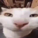 kedi