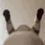 dombik_kedi