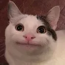 rg_kedi