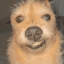 Land_angrydog