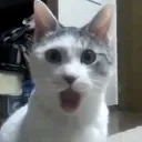 aknkedi