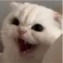 z_catAhhh