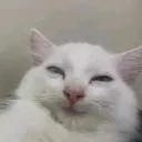nebakin