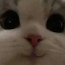 mutlugedi