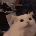 2_Thurston_Waffles_scream