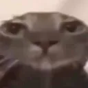 catbruh
