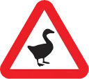 ggDuck