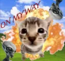 kitty