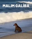 Malmgaliba