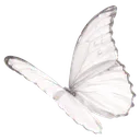 butterfly1
