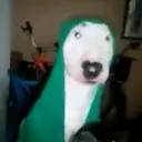 insanimsi_kopek