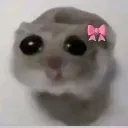 kurdlyhamster