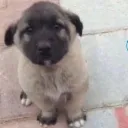 kopek