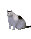 luka
