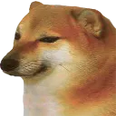 dogi