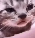 sad_cat