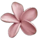cicek
