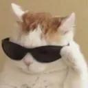 havali_kedi