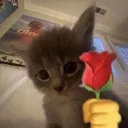 aliek_leniglw