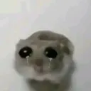 zgn_leniglw