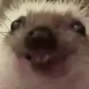 ___leniglw