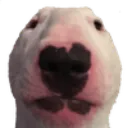 1dogg