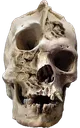 2979skullweedfromgasstation