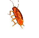 cekirge
