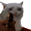 CH_CatShoot