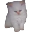 3cat1