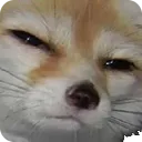 susdog