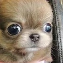 doglookwtf