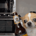 beerdog