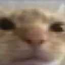 catwhat