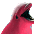 dolphin