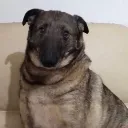 AROX_poncuk