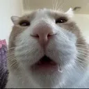 AROX_maov