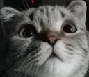 caesarthecat