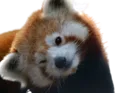tilt