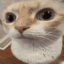17580uhhcat