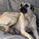 relaxbaba
