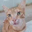 pisikedy