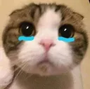 sadcat