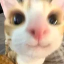 bakim