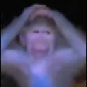 EF_maymun
