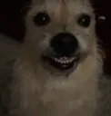 nyehehehe