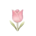 asfora_tulip